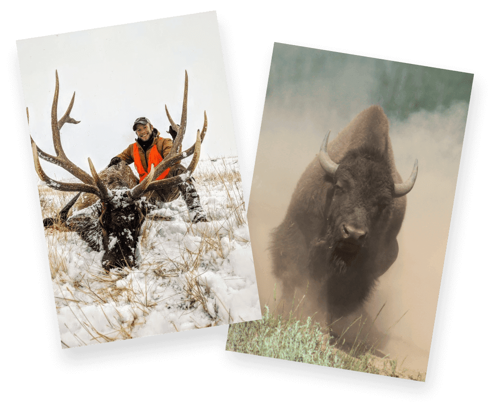 Two pictures of a man and a bison in the snow.