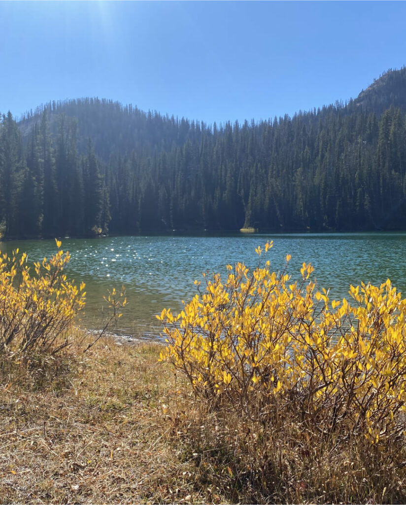 A lake with yellow bushes in front of it.