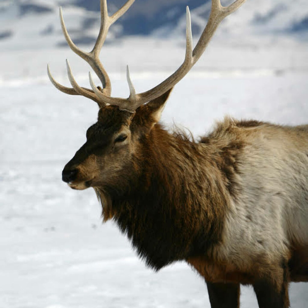 An elk standing in the snow with large antlers.