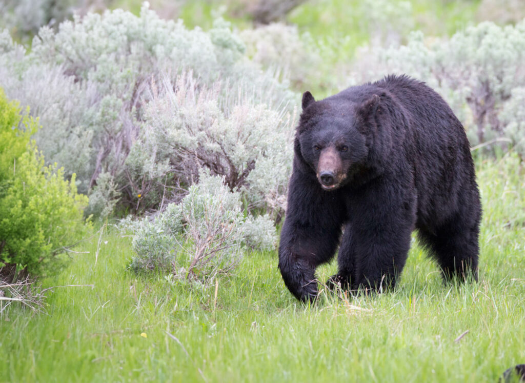 A black bear walking through a grassy field.