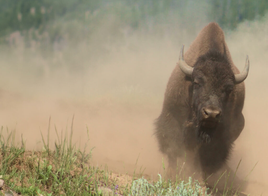 A bison is running through a dusty field.