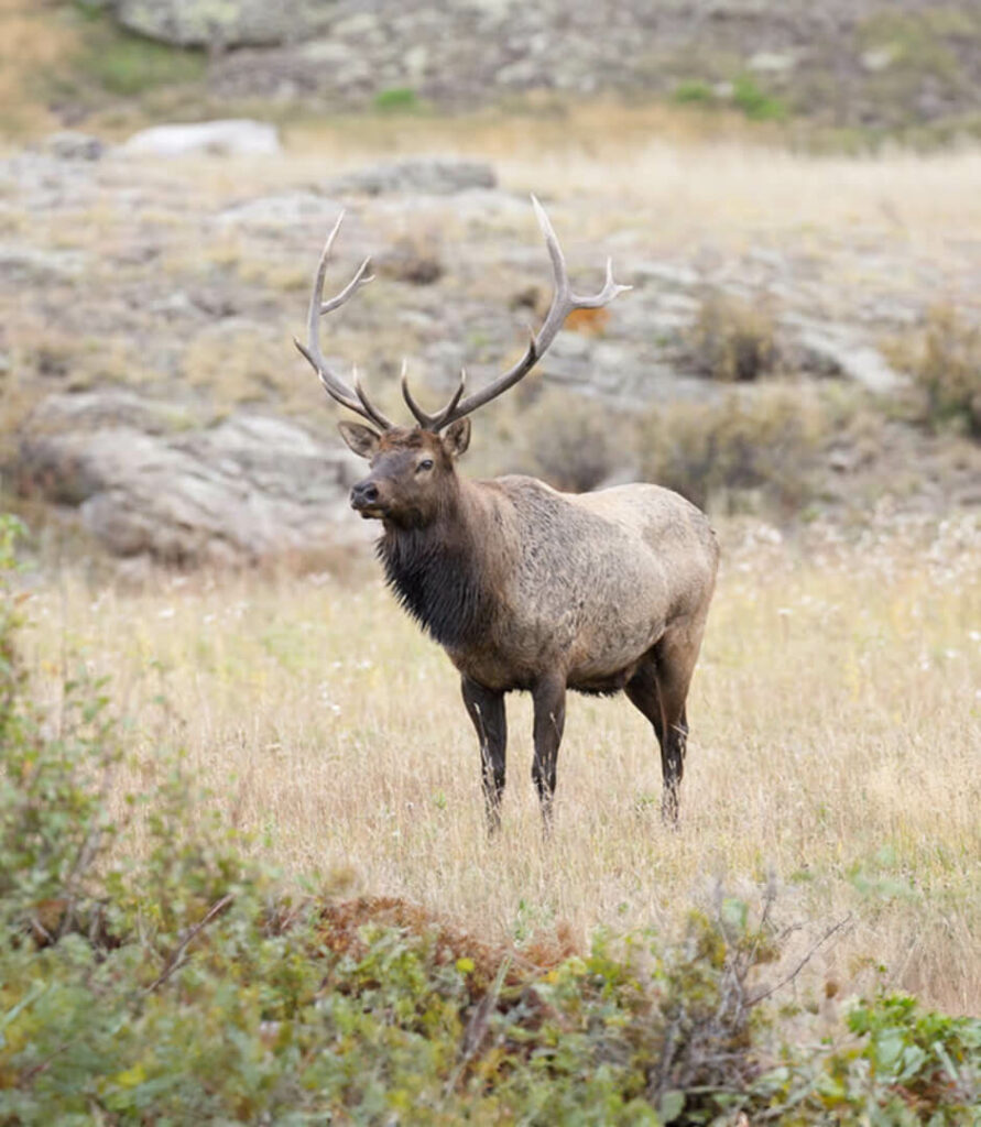 A large elk standing in a grassy field.