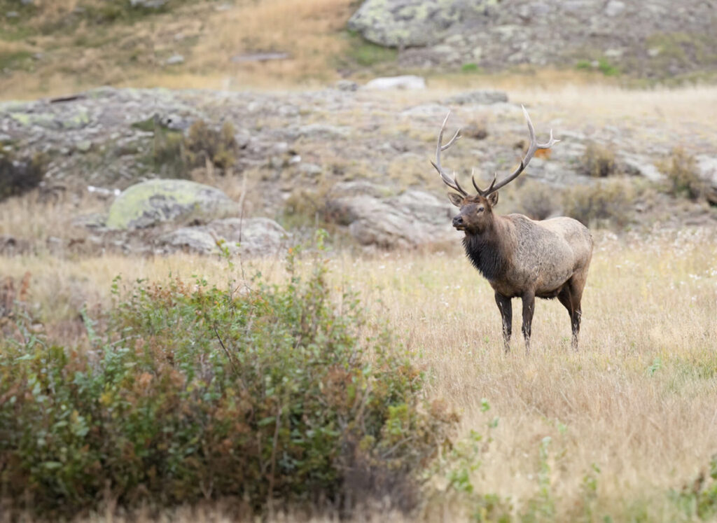 A large elk standing in a grassy field.
