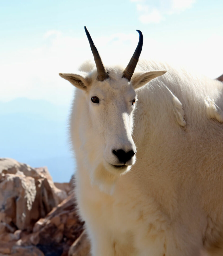 A white mountain goat standing on top of a rocky mountain.