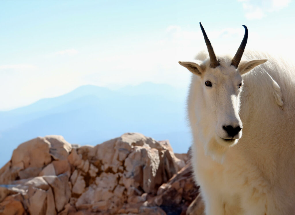 A white mountain goat standing on top of a rocky mountain.