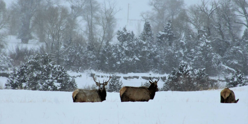 Three elk standing in a snowy field.