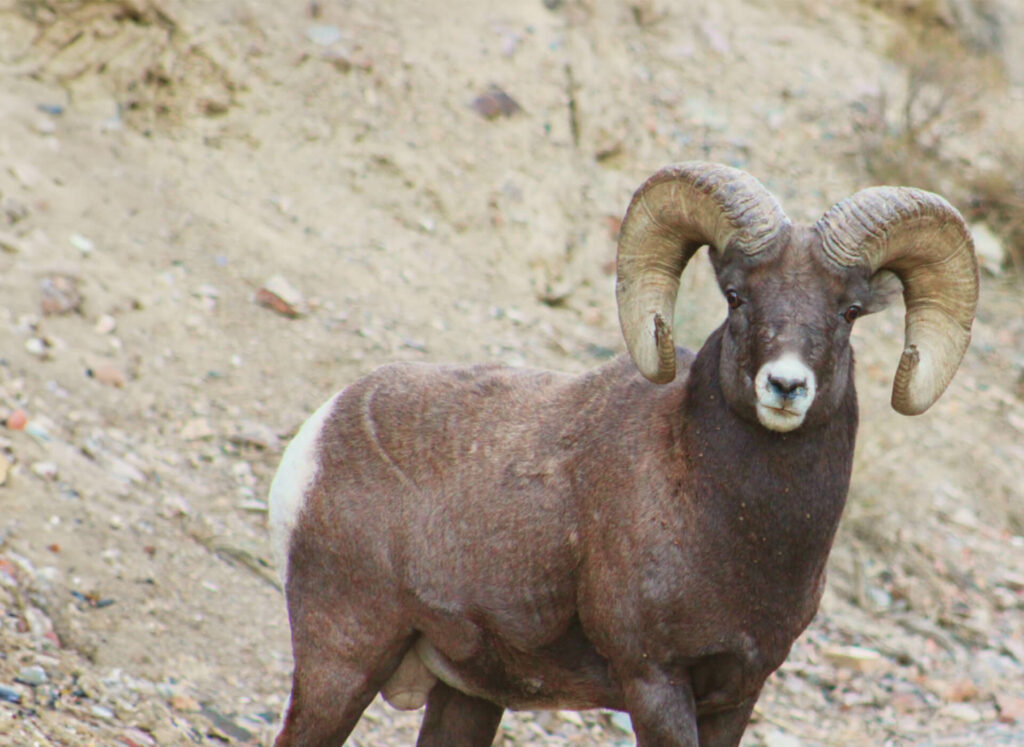 A large horned ram is standing on a dirt road.
