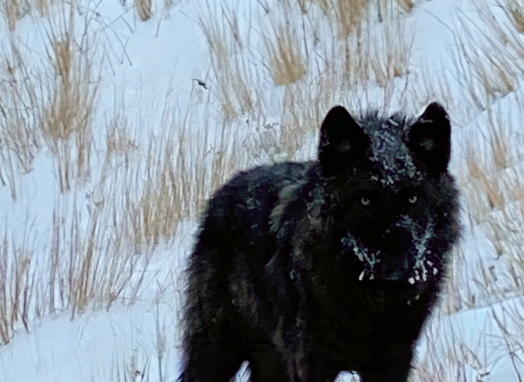 A black wolf standing in the snow.